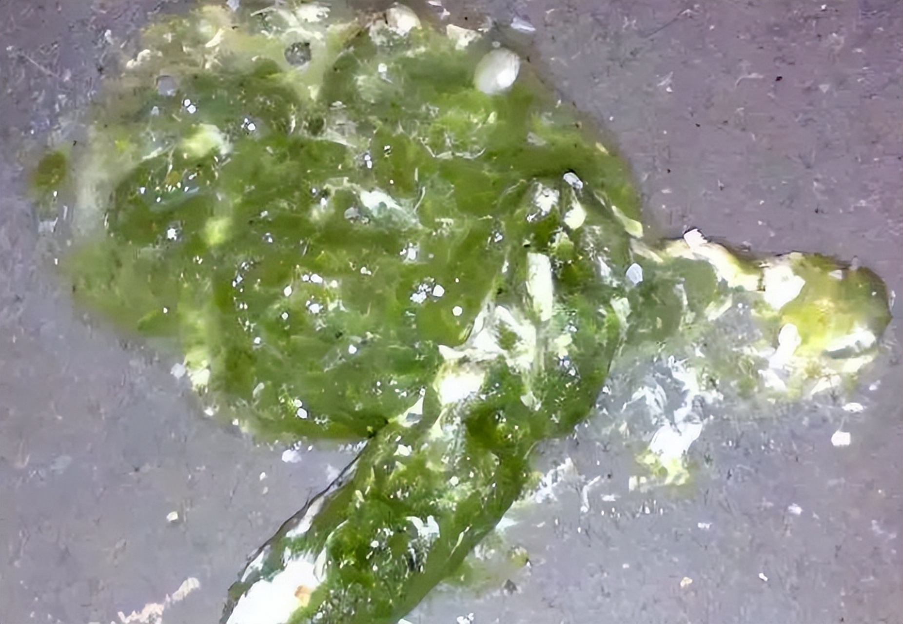 鸡拉绿色粪便可能是由鸡伤寒,传染性支气管炎,传染性腺肌胃炎或体内