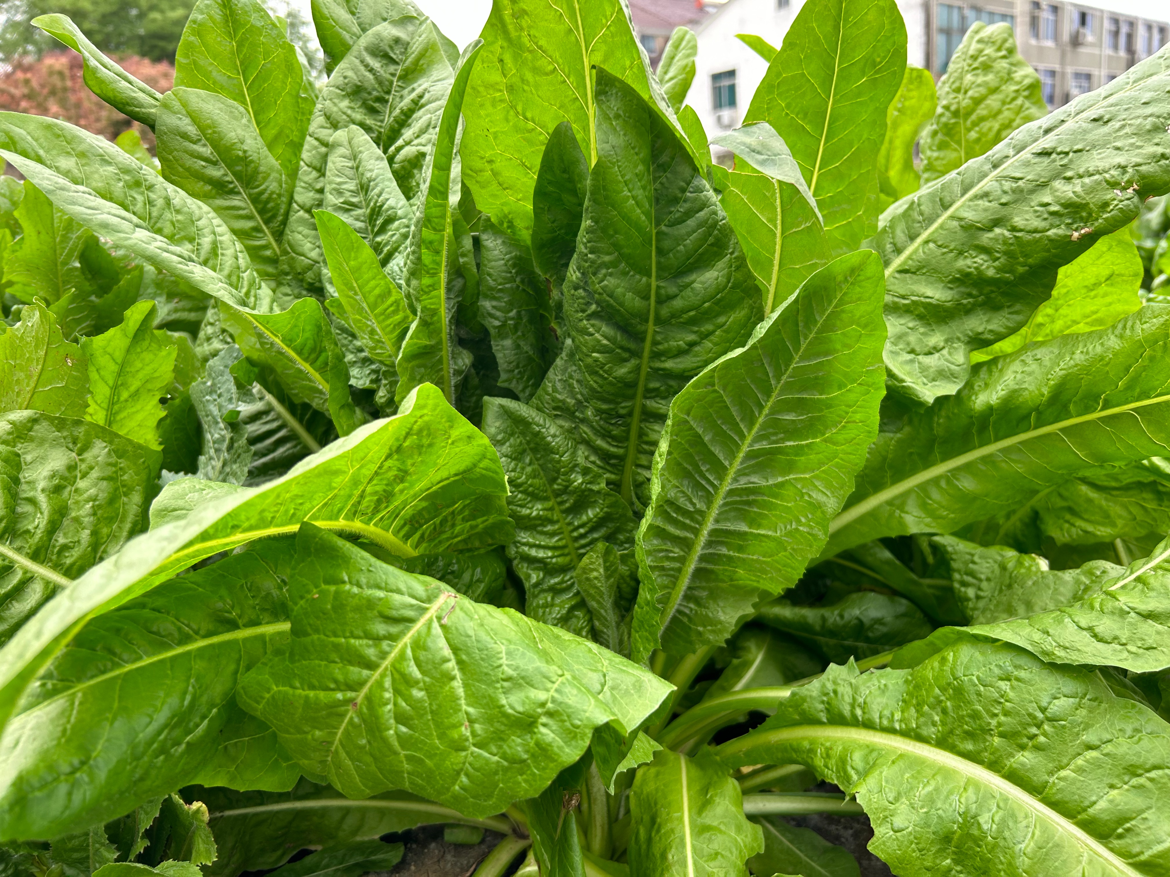 菊苣作为鸡的优质饲料,可改善肉质,耐寒耐旱,能收割6-8年以上