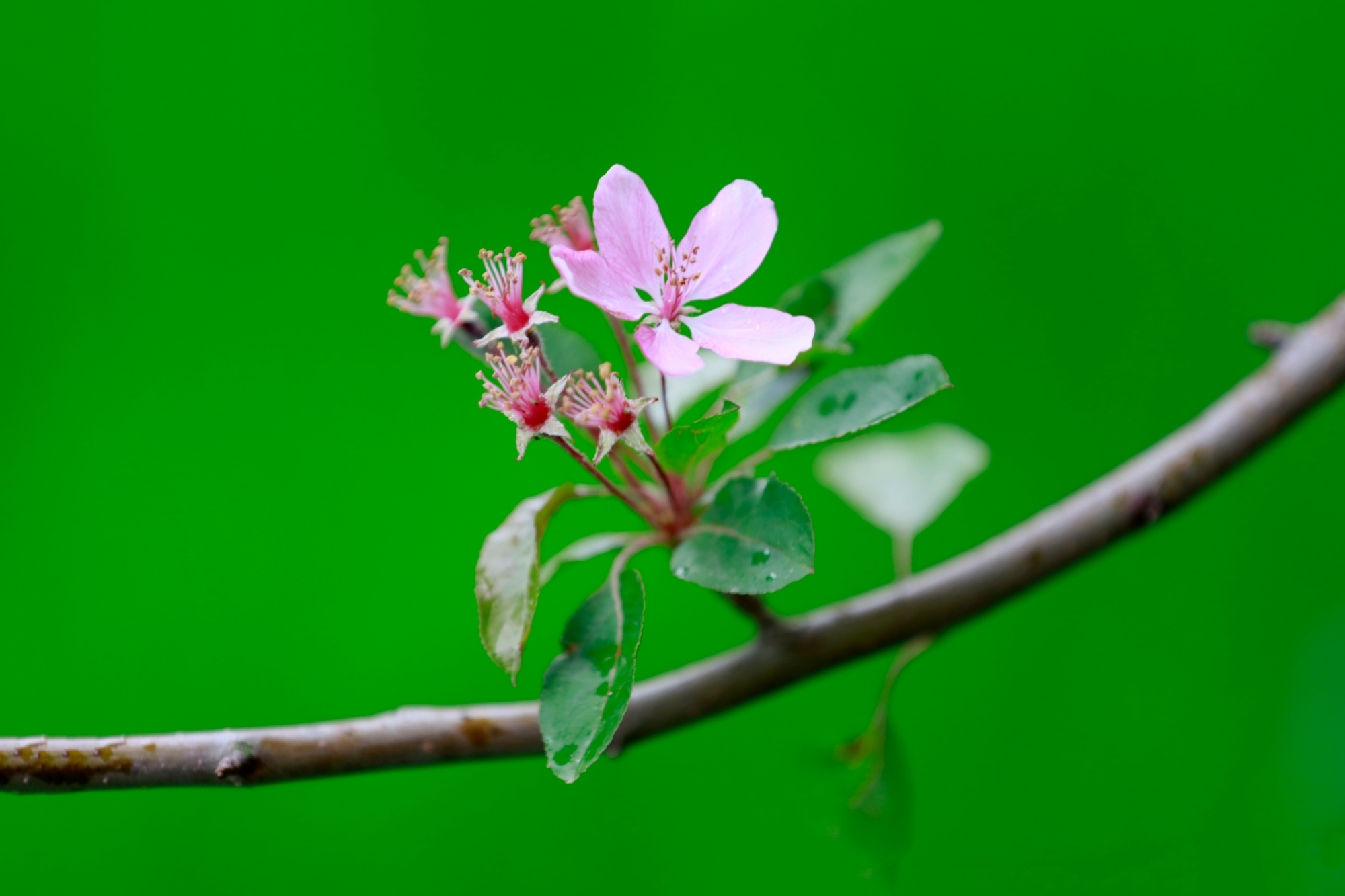 春雨后的小花儿,小草儿,以及其他