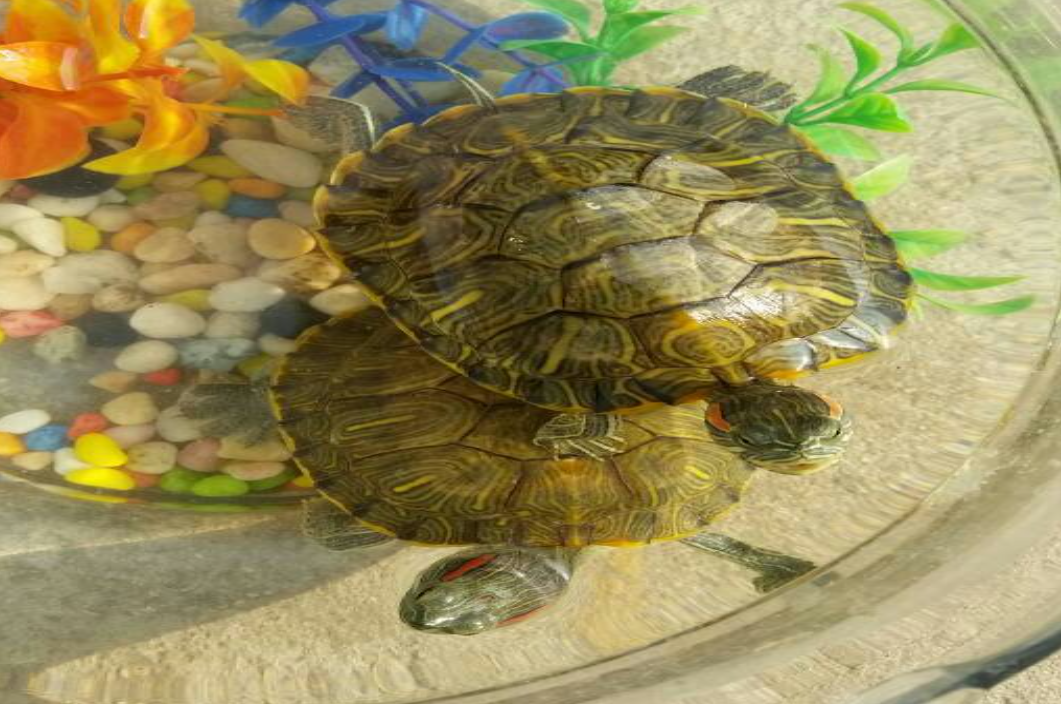 背上有颜料的龟能活多久?