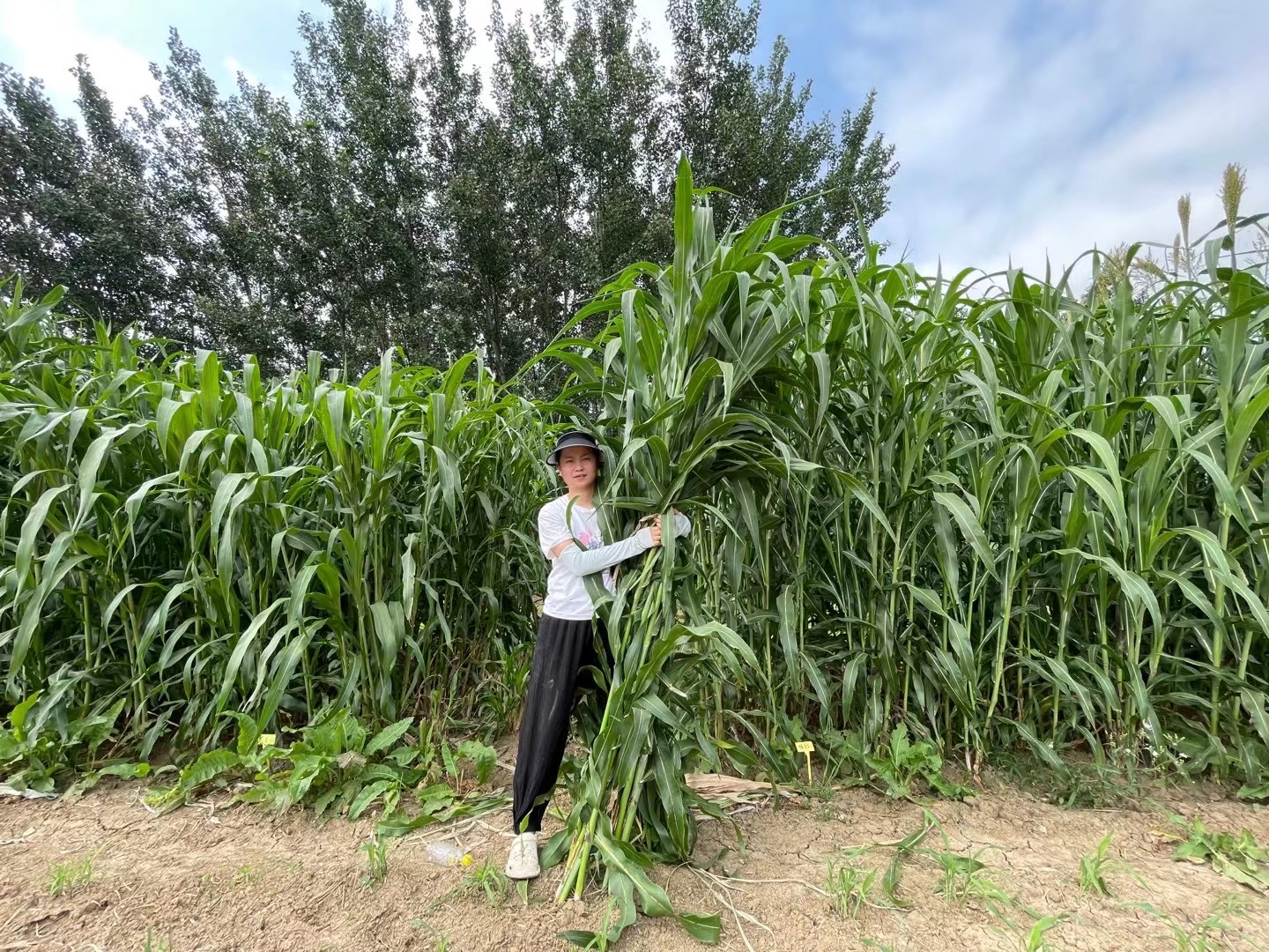 巨型甜高粱上当受骗图片