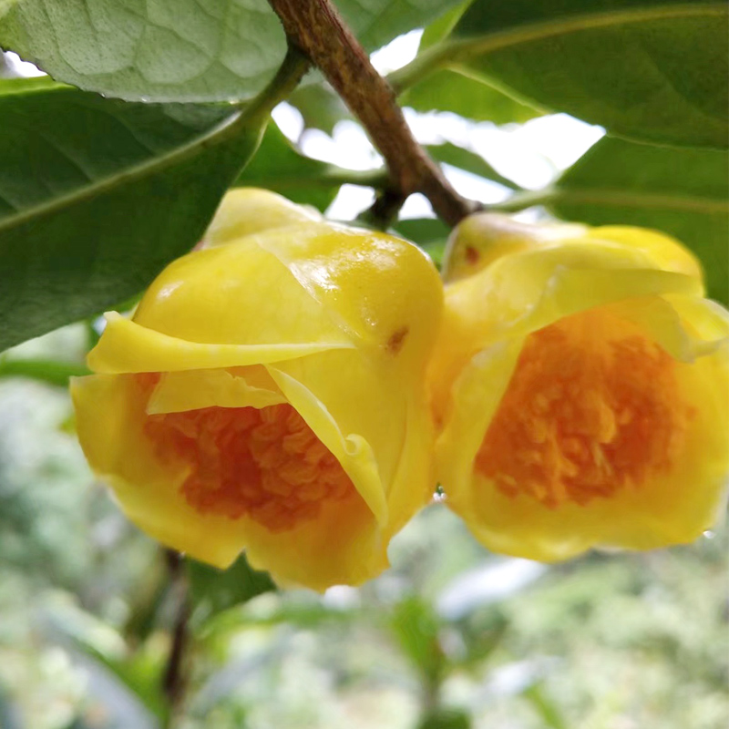 此花被誉为"植物黄金",花色金黄,可以泡茶煮汤,营养含量高