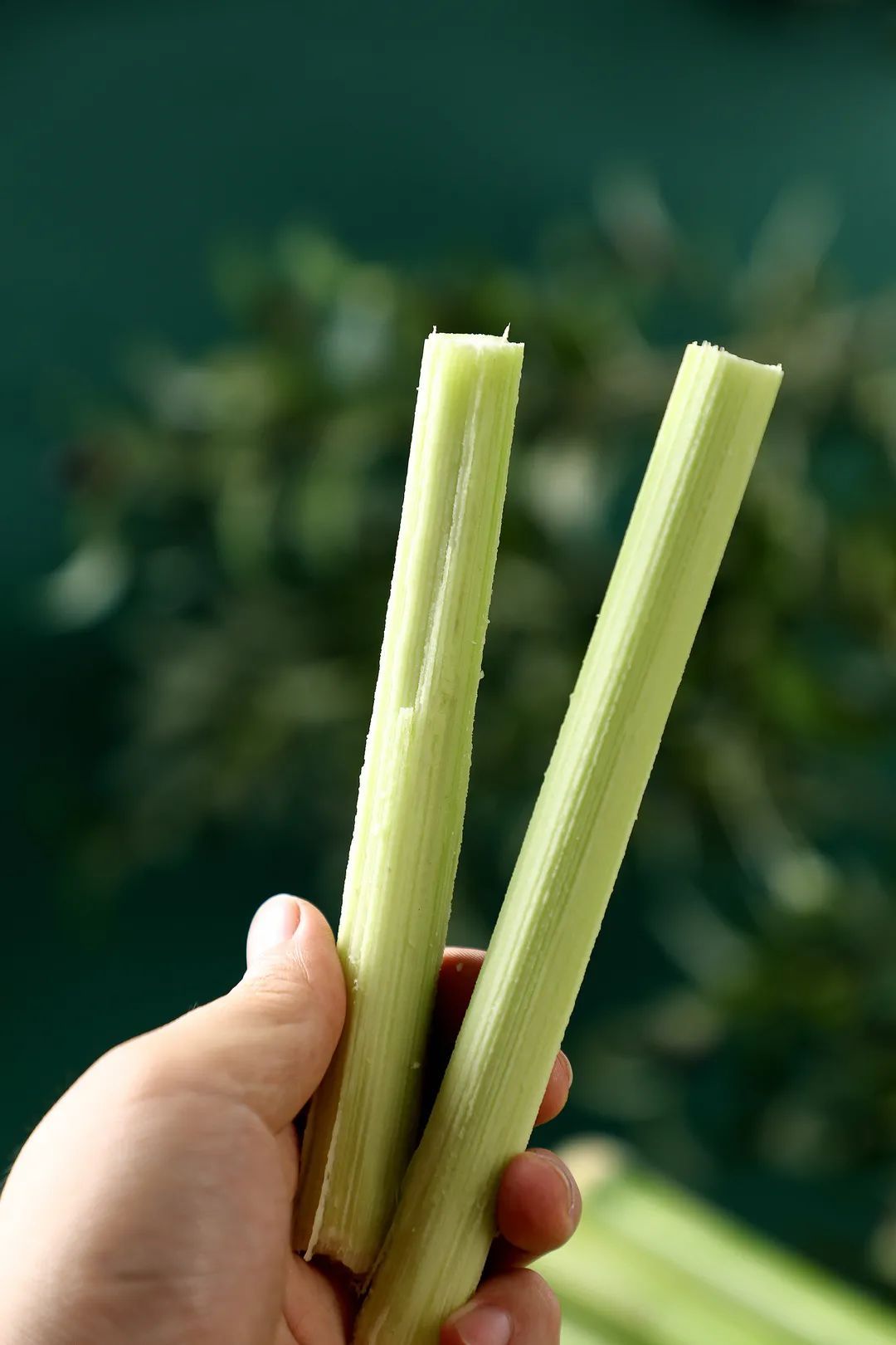 崇明特产甜芦粟新鲜上市,这口老上海人记忆里的甜爽,你尝过吗?