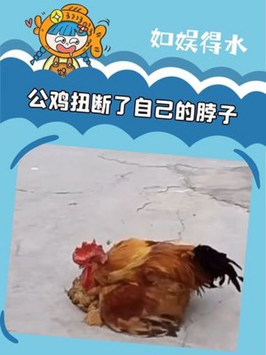 "还以为殉情只是古老的传言" 动物 林俊杰 江南 温情 感人