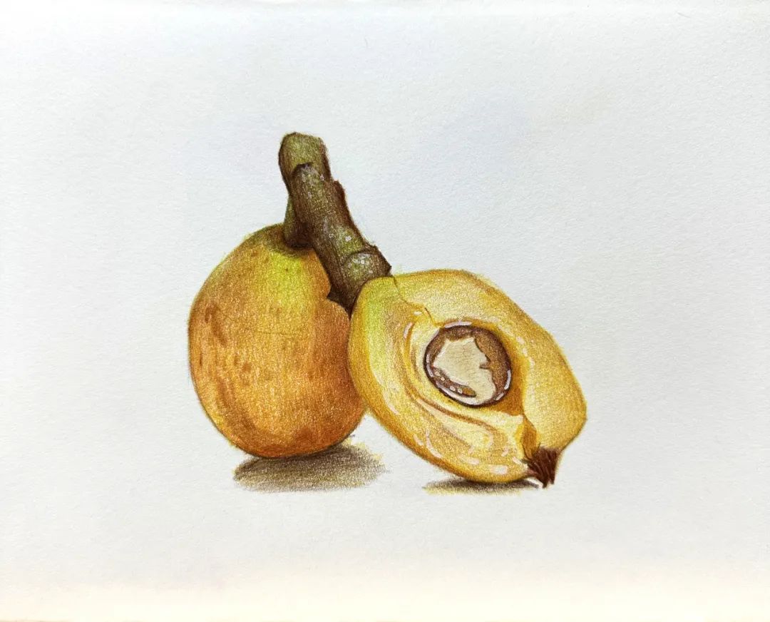 美术匠:彩铅白玉枇杷,如白玉般玲珑剔透