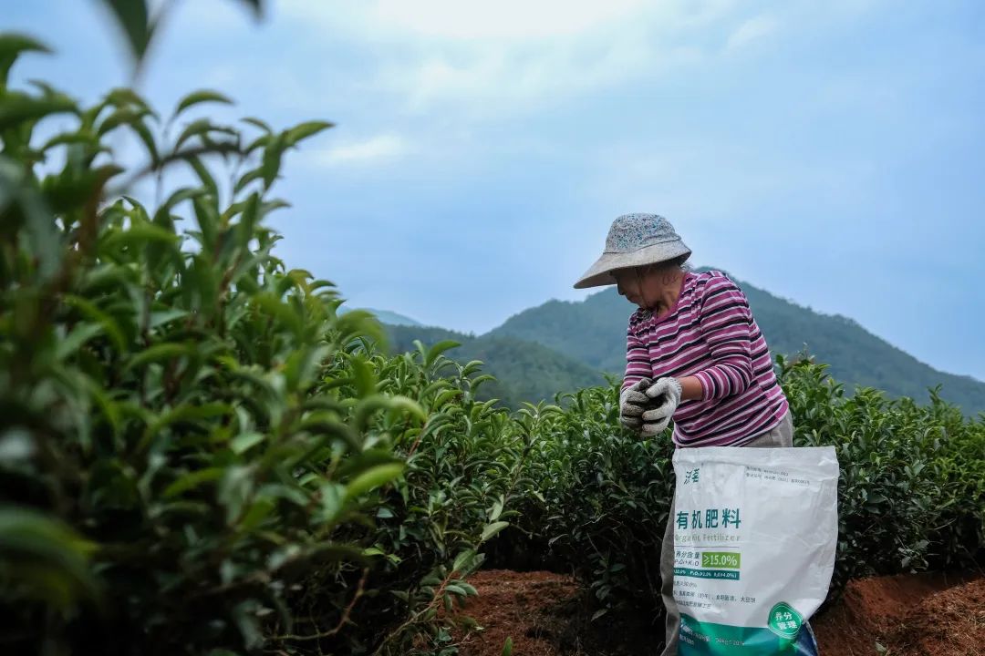 茶农施用致青生态沃茗有机肥料致青生态是福建农林大学"茶园土壤生