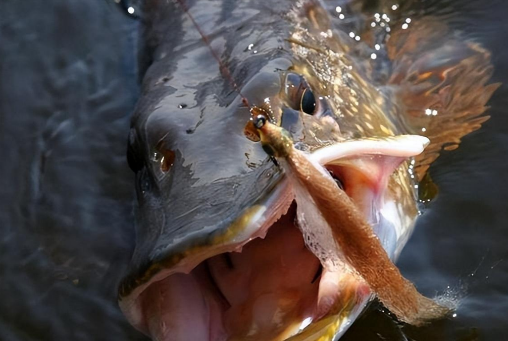 水下瘋狗已現身黃河兇猛猖獗沒有天敵瘋起來連同類都吃