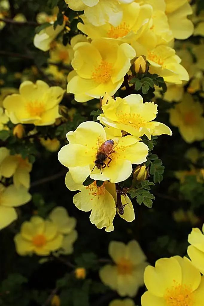 宽刺蔷薇,每一朵都有六品带刀侍卫,它比花王牡丹尊贵|no128