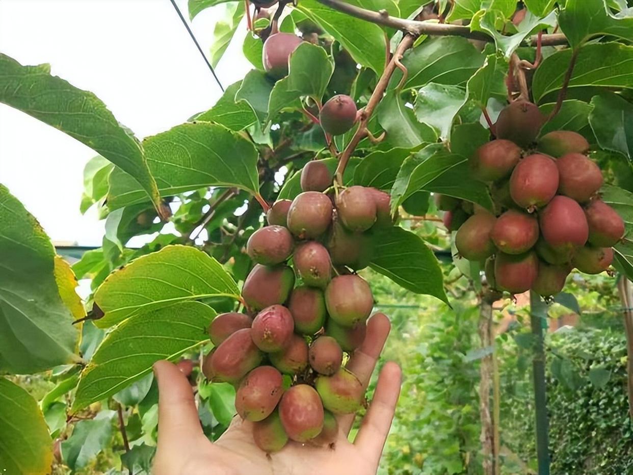 院裡種點軟棗獼猴桃果樹,一公一母成對養,結果更多,還能當盆景