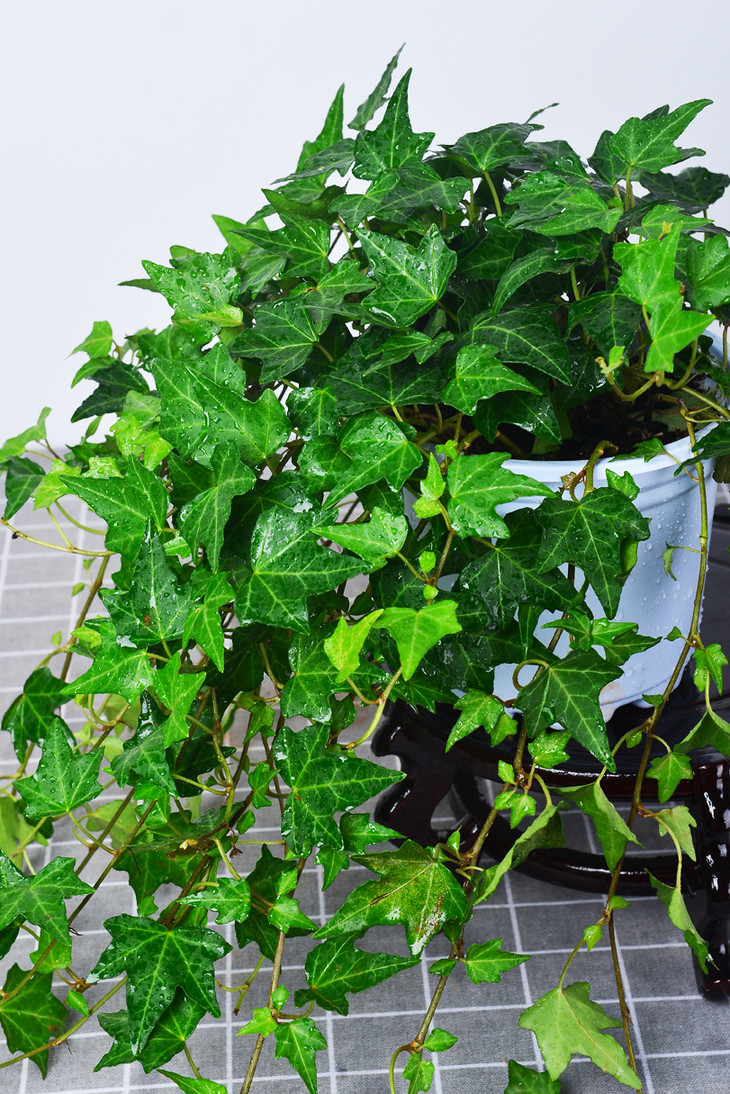 8种花爱干净,擦擦叶子,长的才旺,家里废气吸收光