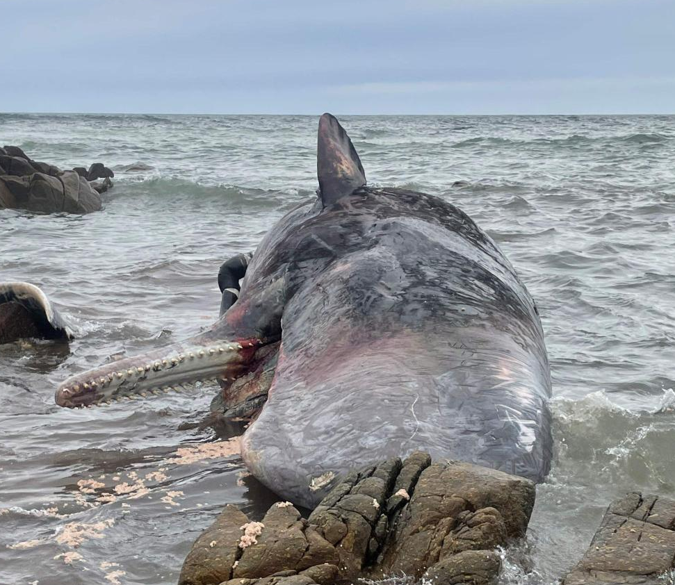 230头鲸鱼离奇集体自杀,躺尸海滩!触目惊心