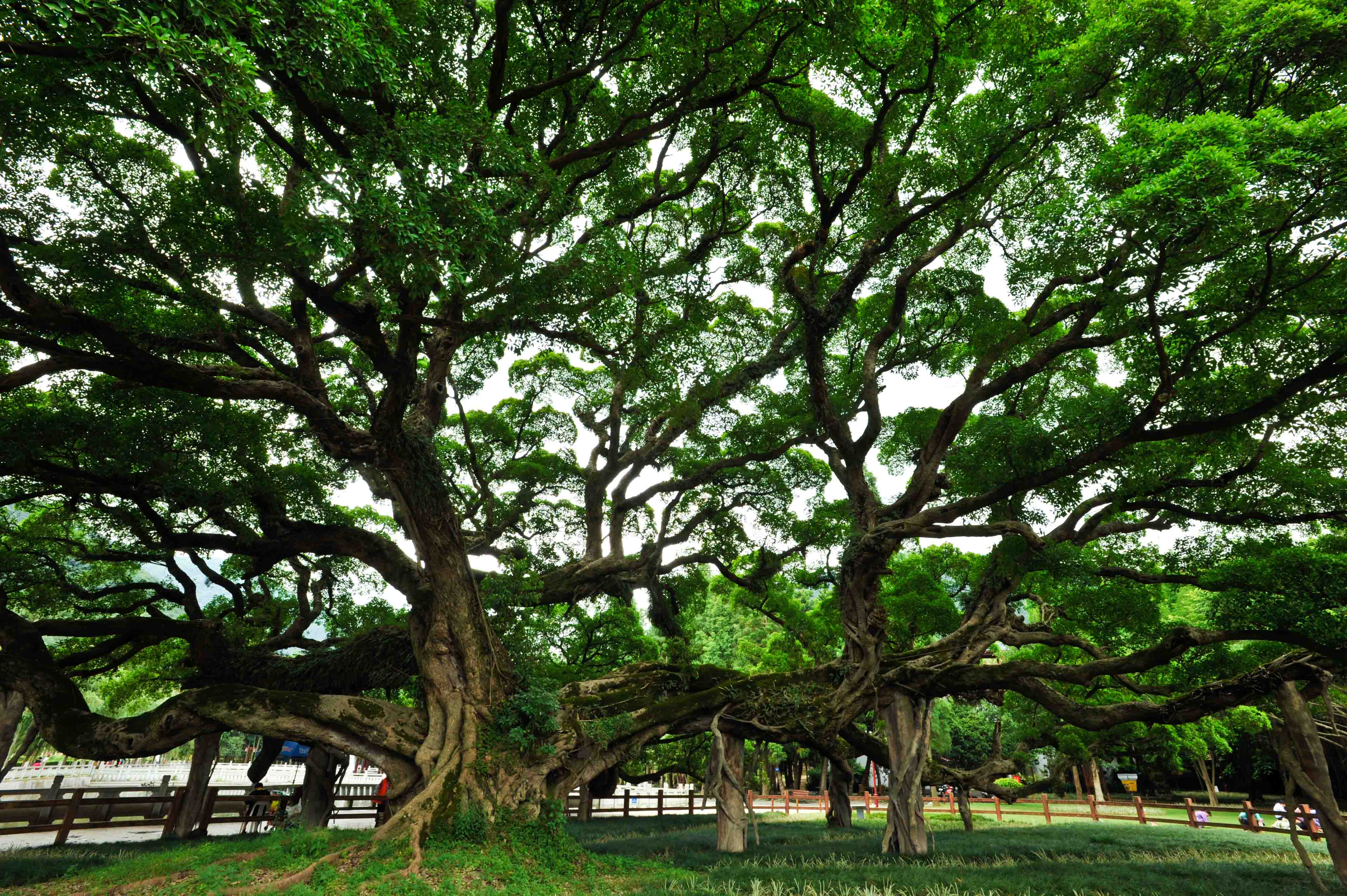 震惊,福州一大妈在顶楼种榕树,现场堪比植物园,邻居:苦不堪言