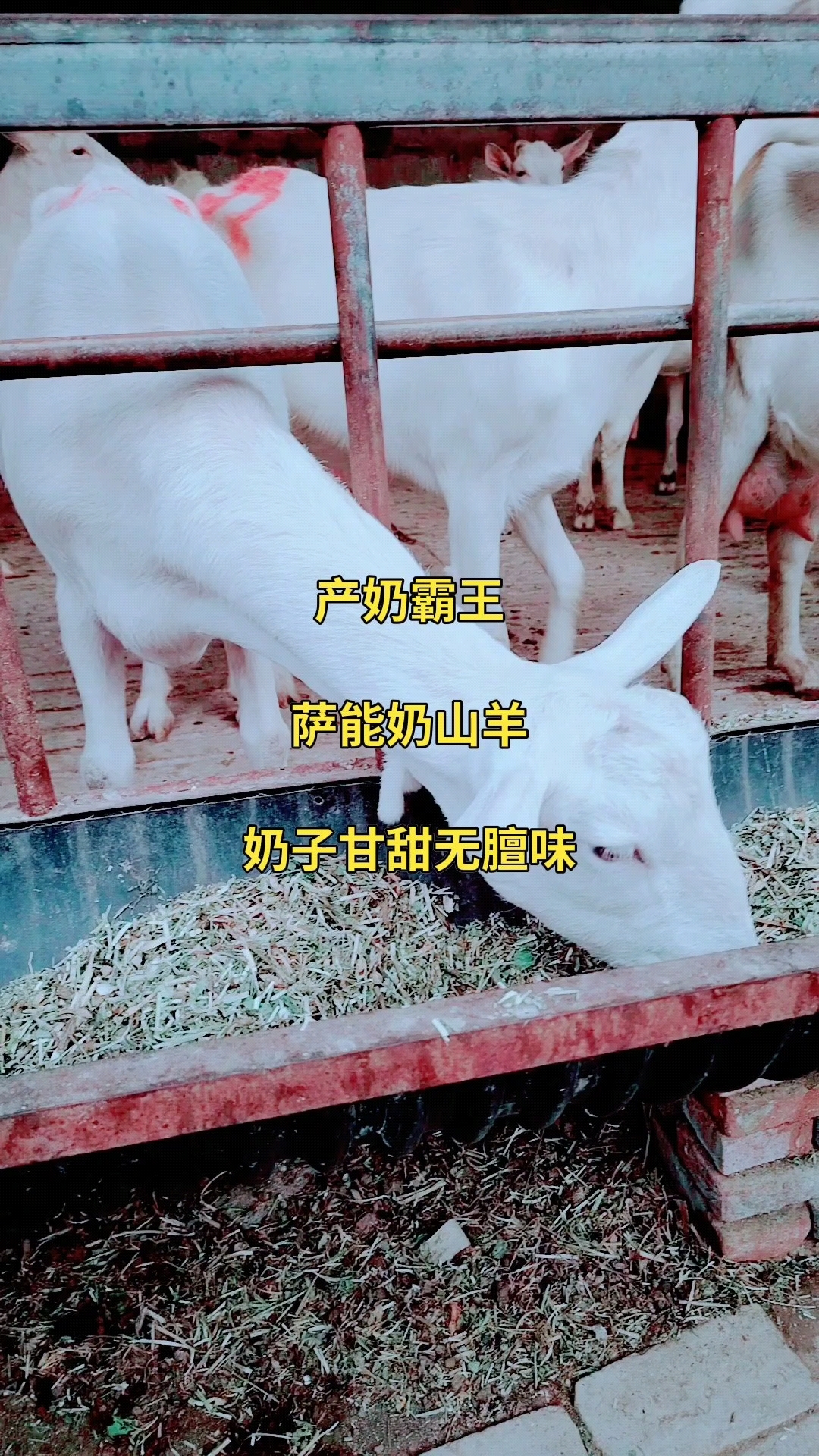 农村创业的好项目养殖业(农村创业的好项目养殖业有哪些)