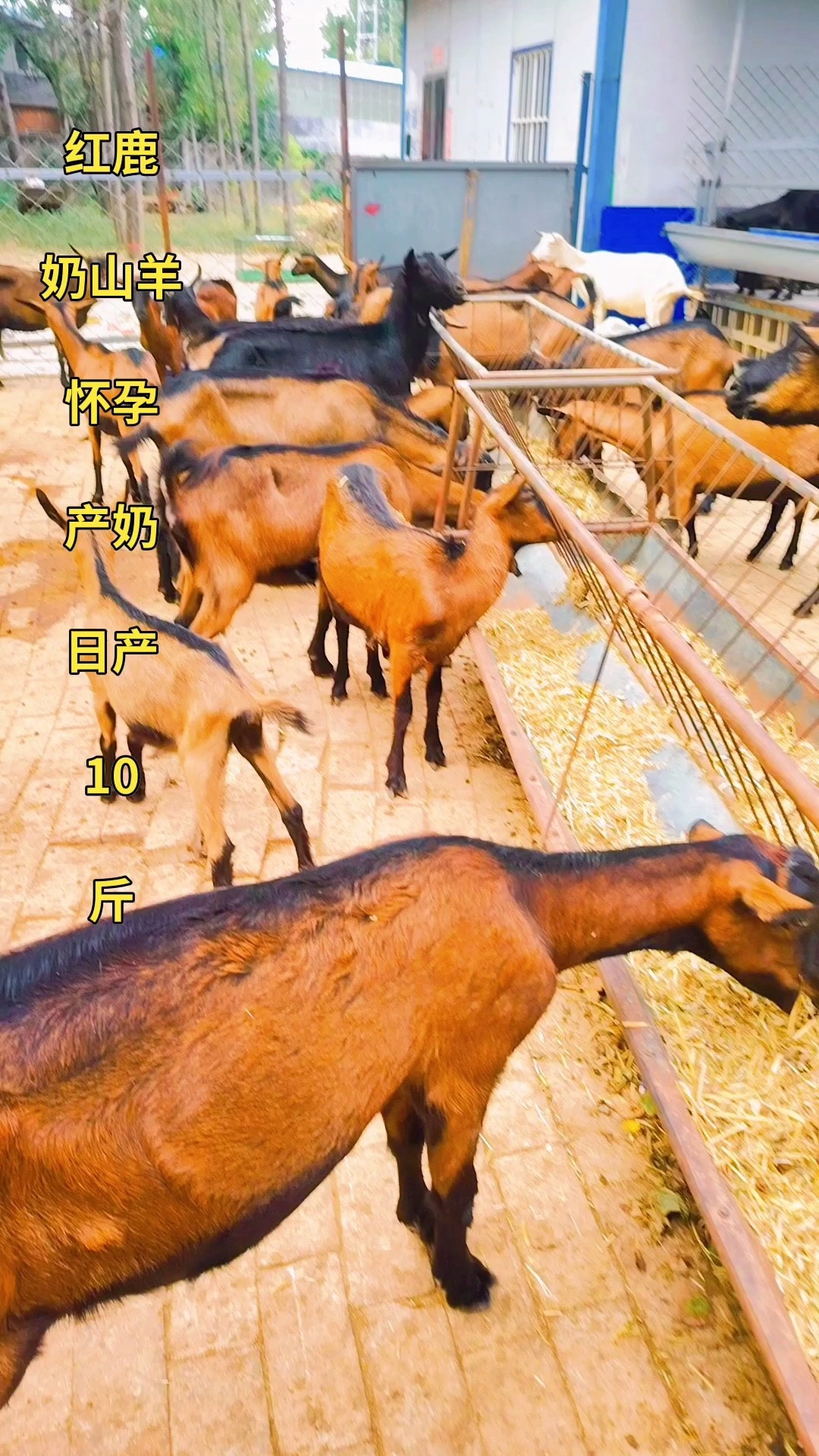 精品红鹿奶山羊,产奶高有要的联系