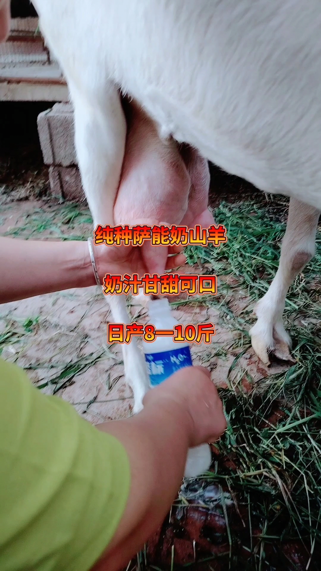 适合农村的养殖创业项目(适合农村的10大养殖业项目)