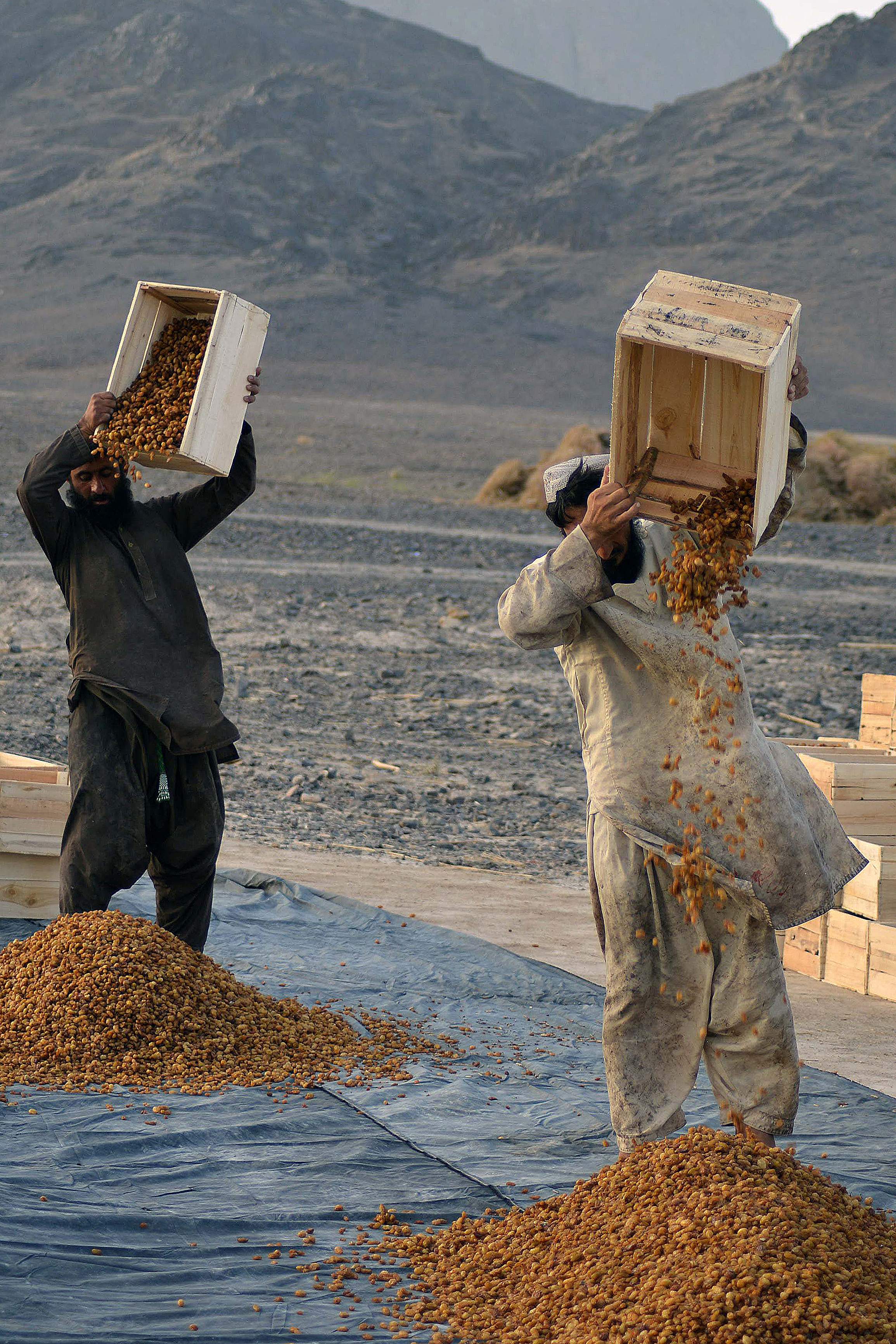 阿富汗:晾晒葡萄干