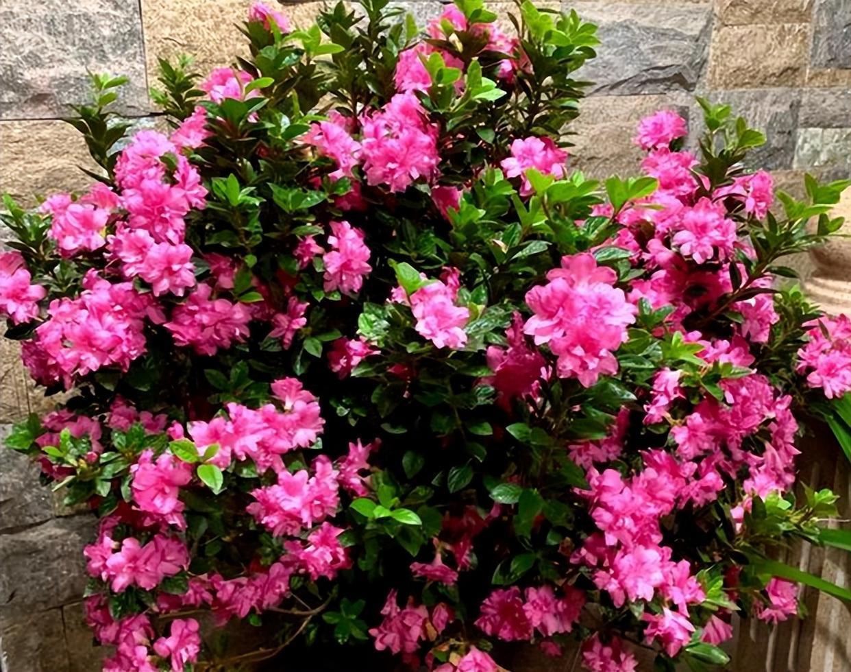 花开多季的安酷杜鹃,花色艳丽,花香浓郁,打理简单,花期较长