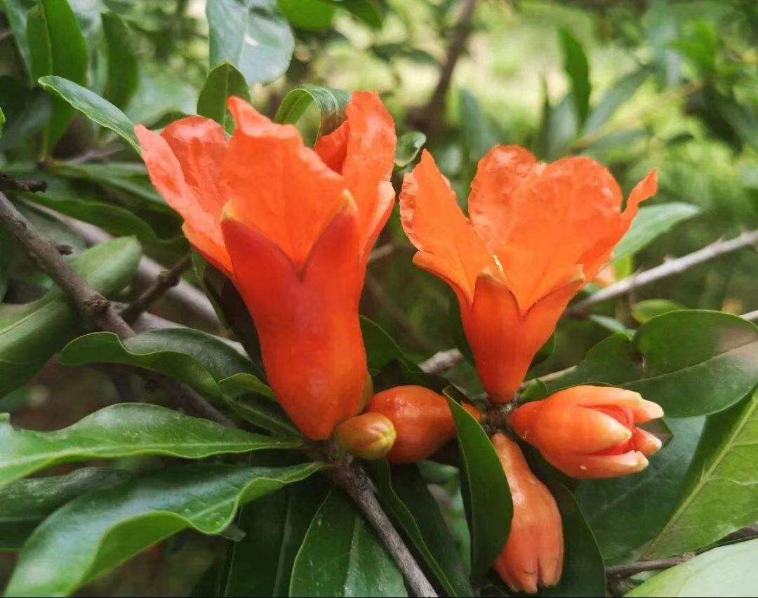 家里种一棵石榴树,开花红红火火,寓意特别好!