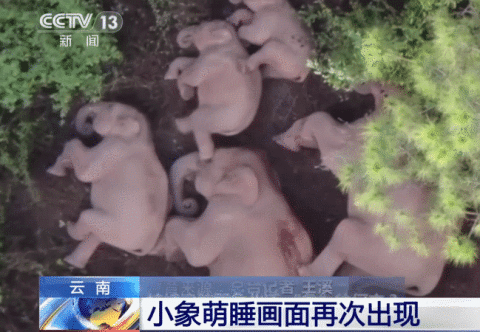 云南小象新睡姿上热搜,真·蹬鼻子上脸!何时能"回家"?专家:大约在冬季