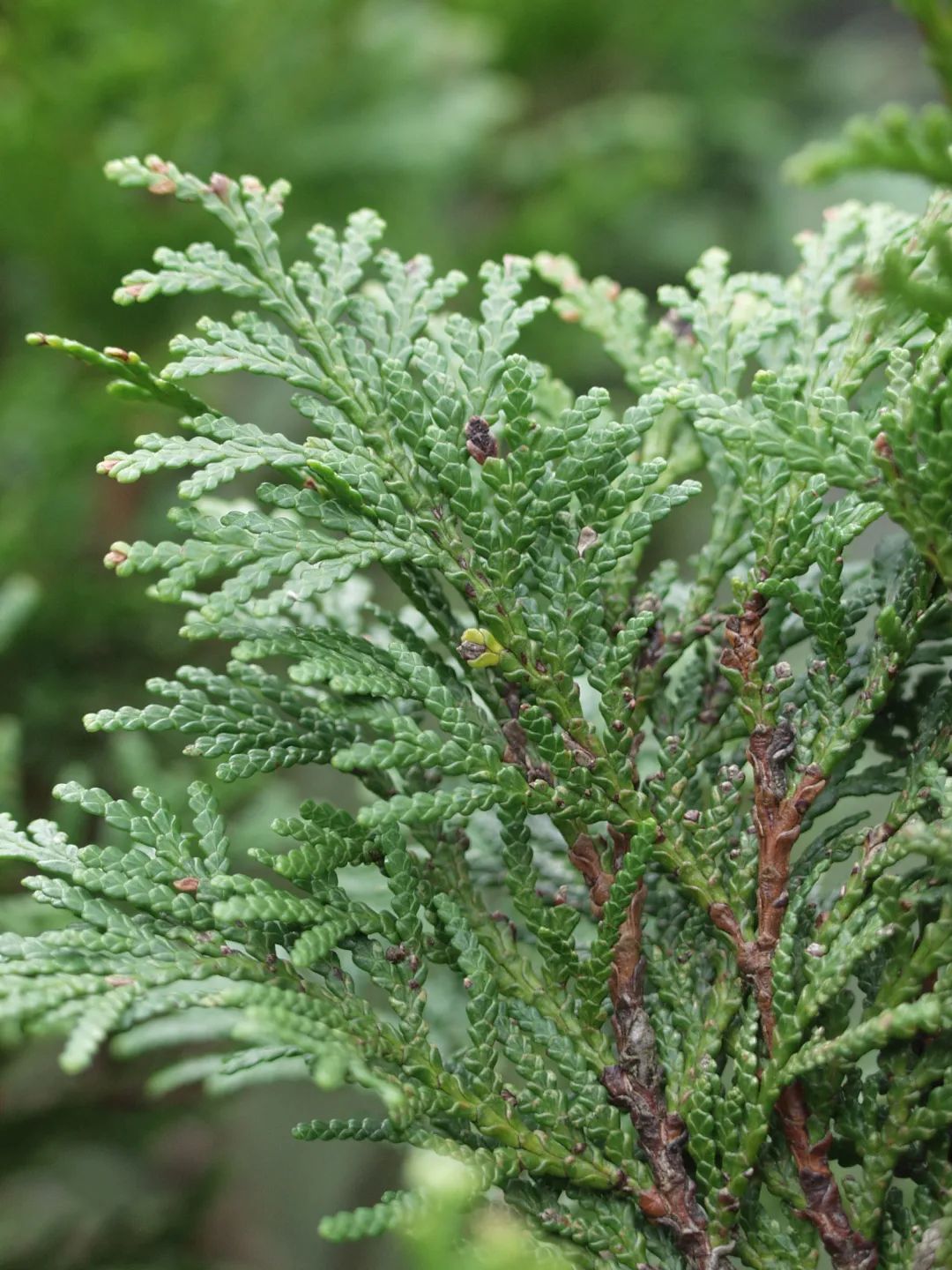 中国极小种群野生植物——崖柏