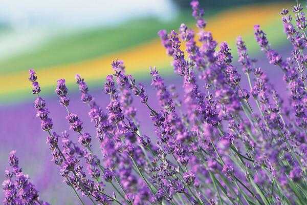 薰衣草哪个品种最好最香