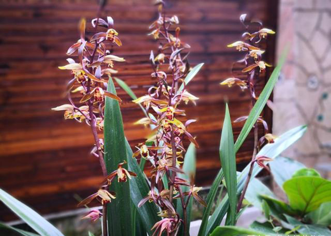 冬季养兰就选"报岁兰",室内弱光也能开花,皮实好养不爱生病!