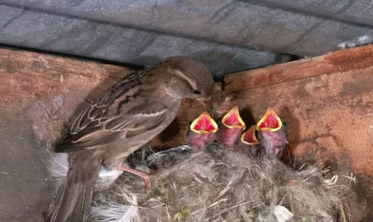 俗话说:"人住麻雀屋,辈辈出栋梁",有啥道理?麻雀屋是什么?