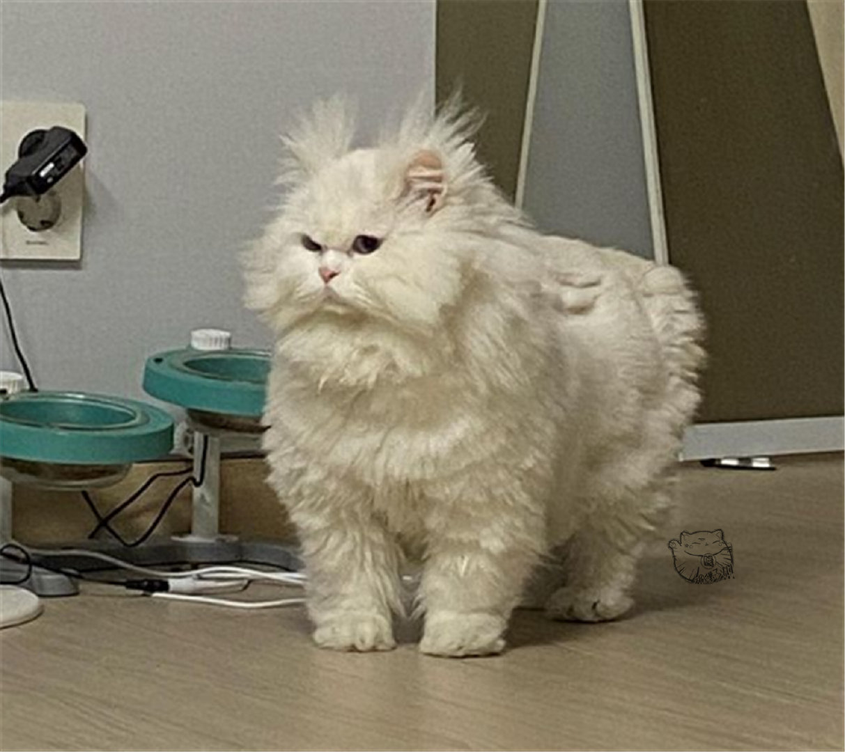 别纠结了!这几种猫咪,特别爱主人!