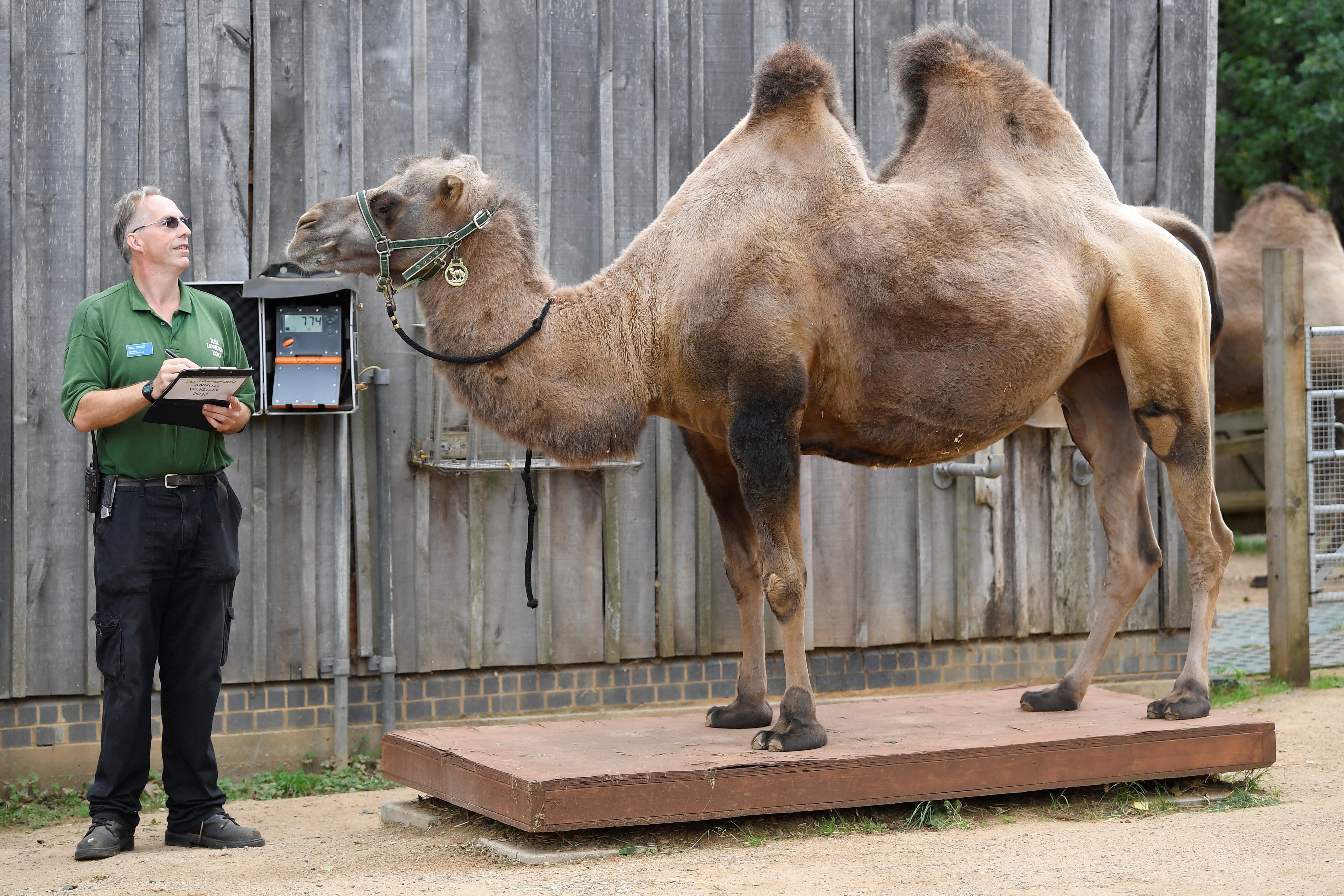 伦敦动物园迎来年度动物体检日