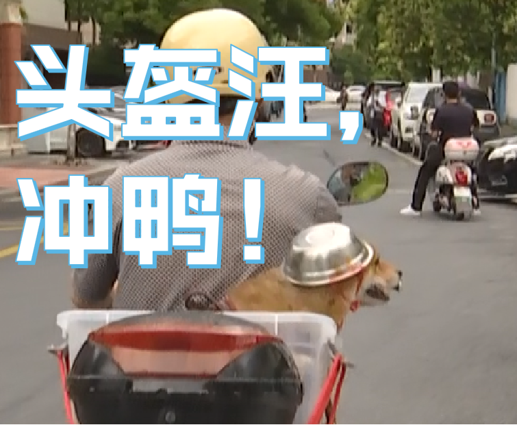 推荐为了骑行安全,连狗狗都戴头盔了!表情包火遍全网,网友:太可爱