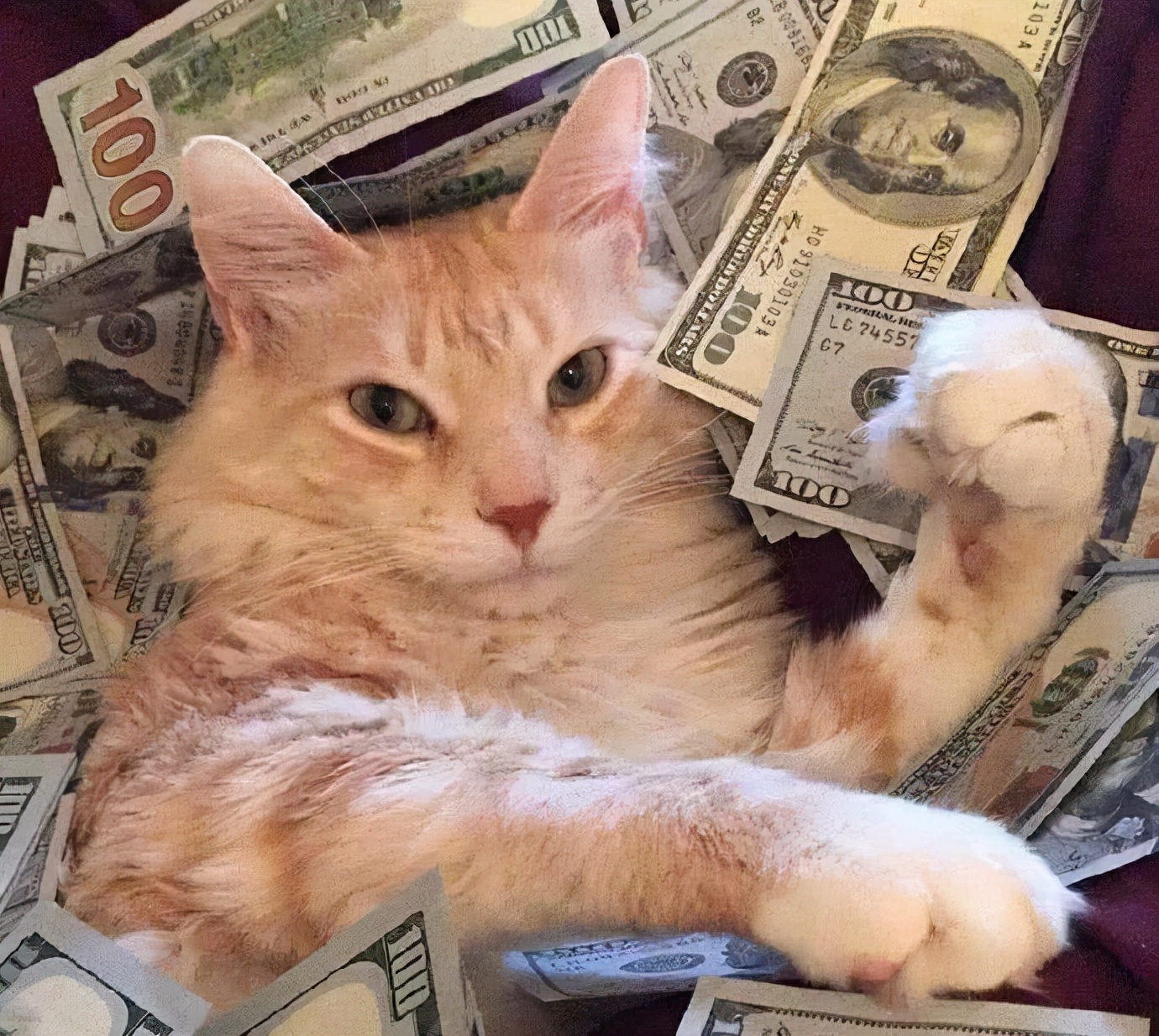 10个最容易"撞名"的猫咪名字,你家猫撞名了吗?