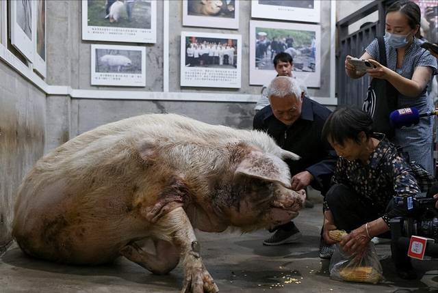 08年,汶川地震中被困36天的猪坚强,在博物馆居住13年,如今怎样了