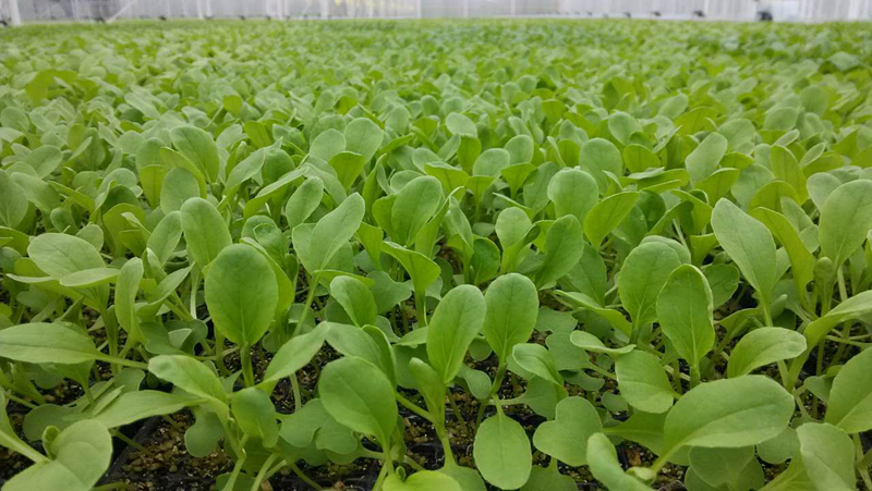 鸡毛菜的种植时间与方法?做好这4步,一个月就能有收获