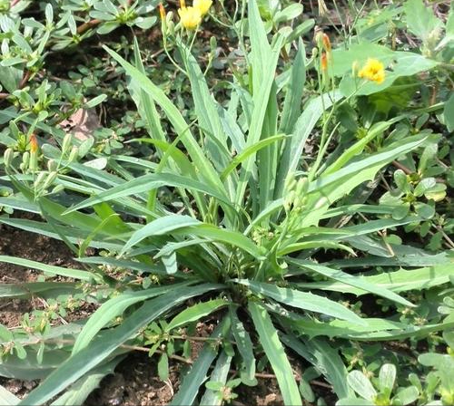 开春就能吃的4种野菜