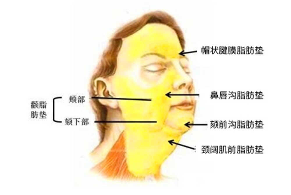 颊粘膜位置图片