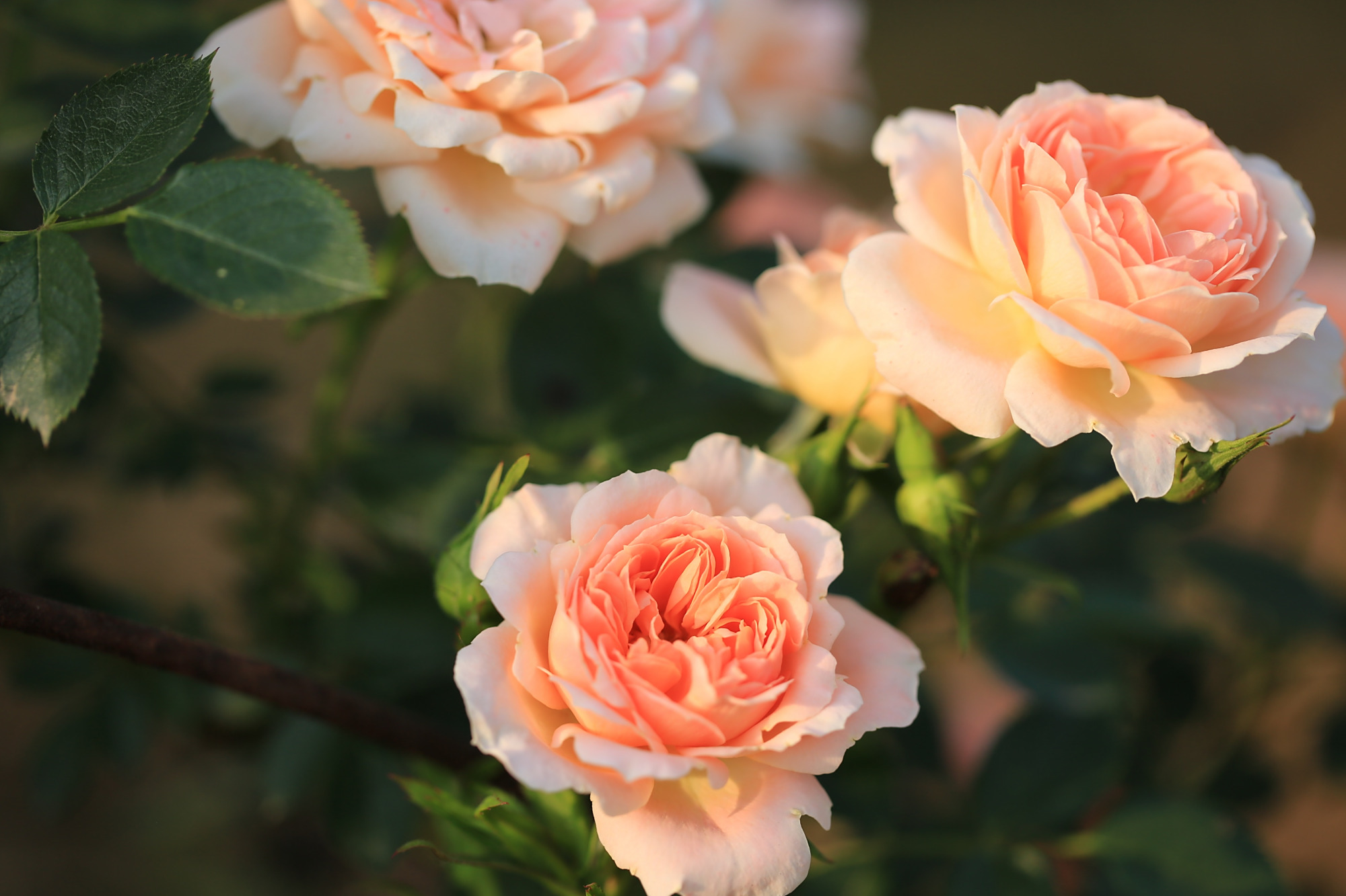 湖北襄阳:农民租地建600亩月季园,发展月季产业,带领乡亲致富