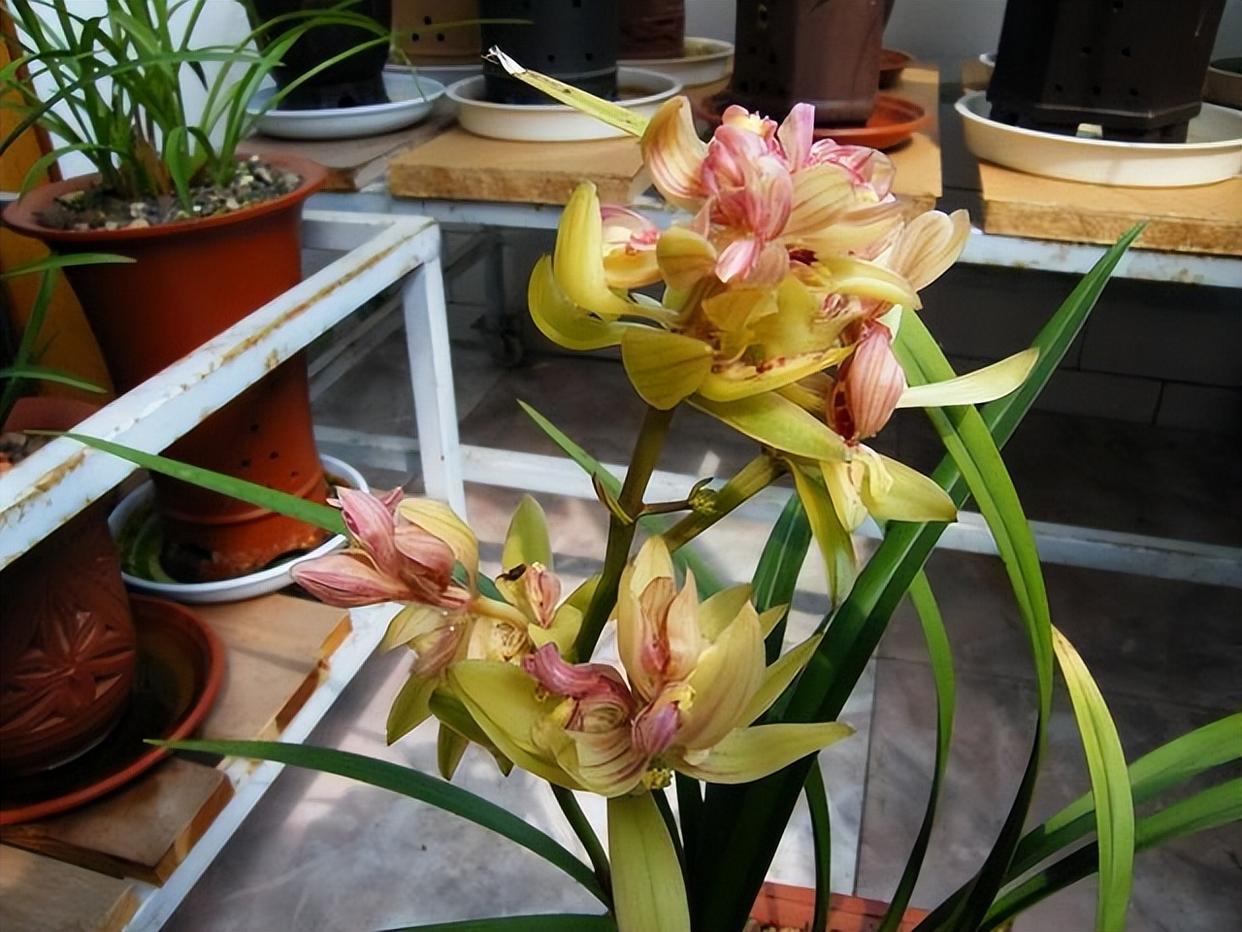 精品兰花——富山奇蝶