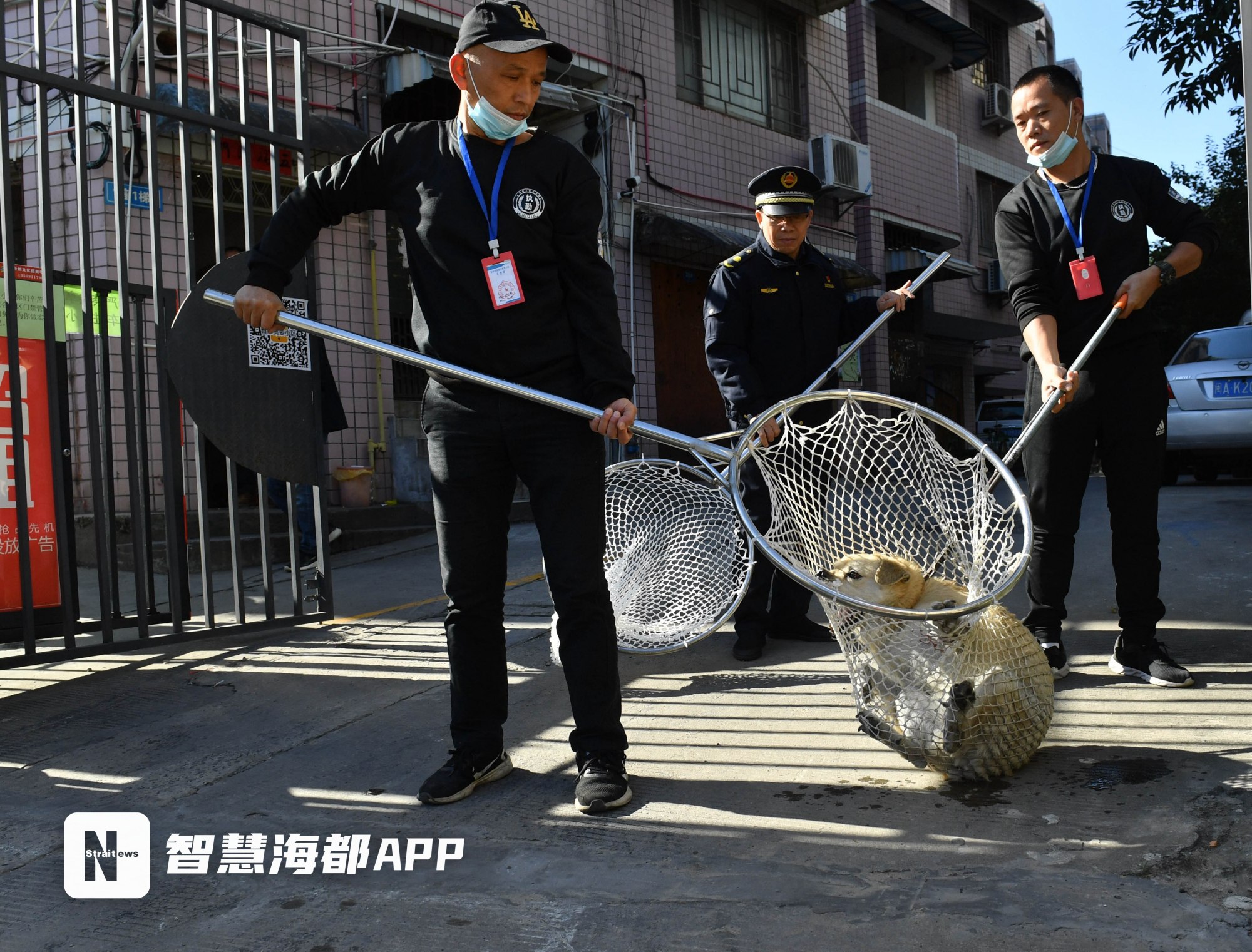 福州流浪狗横行,专业捕犬收容队出手了