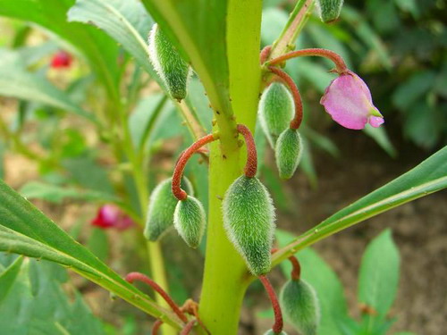 6种"漂亮花,开完花别修剪,长满黑种子,第二年有惊喜