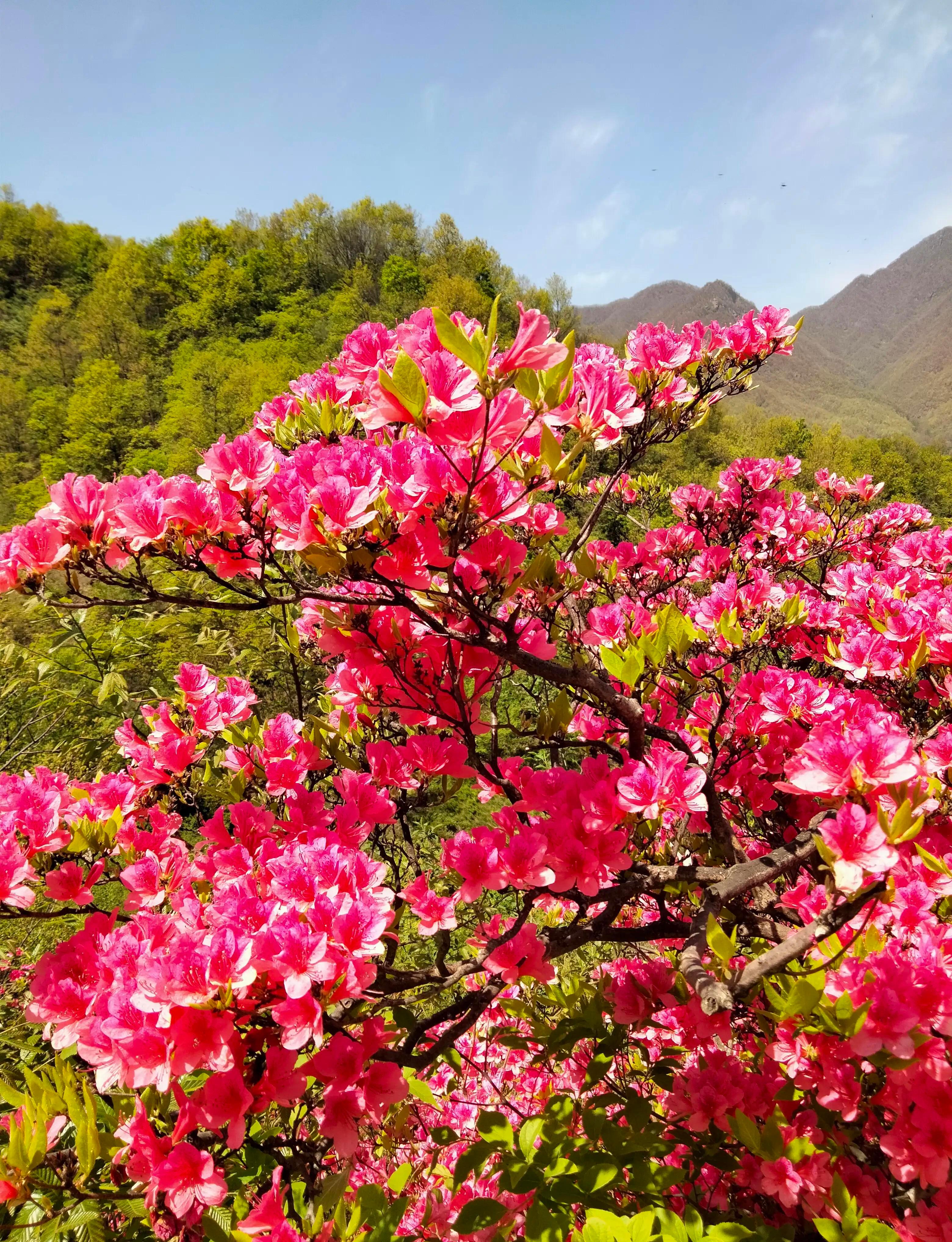 汝阳杜鹃花图片图片