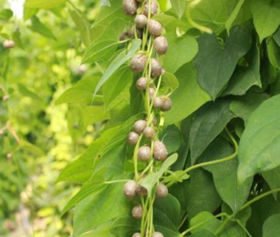 零余子种一天可摘10年,加糖更糯甜,儿时当饭吃,如今不多见