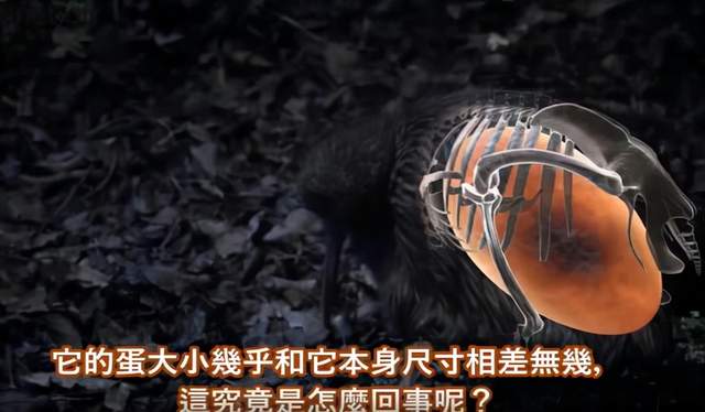 如鸡一般大的几维鸟,蛋却超过自身体重1/3