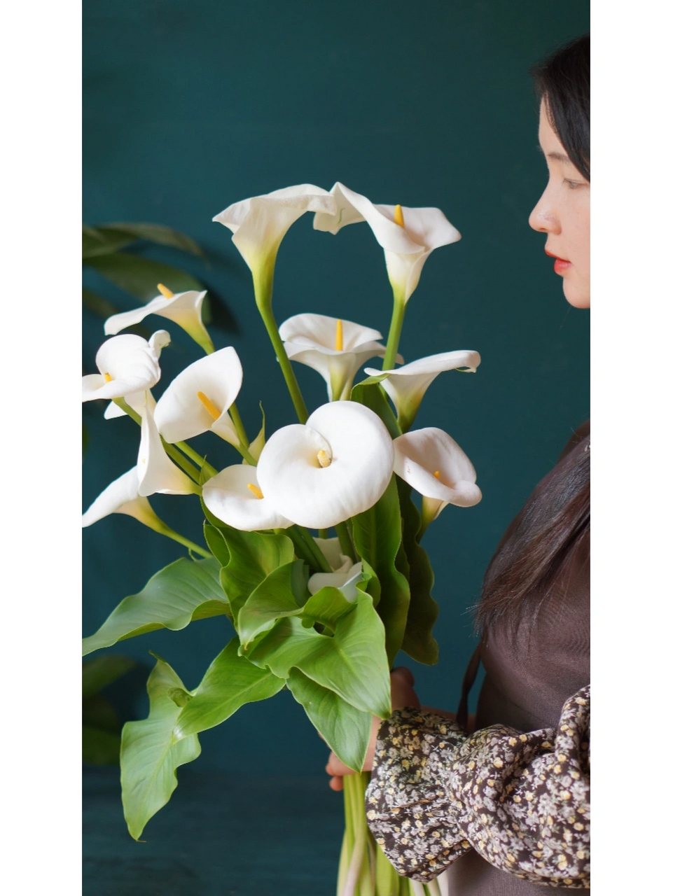 马蹄莲的花语是什么(马蹄莲花语是什么意思 寓意)