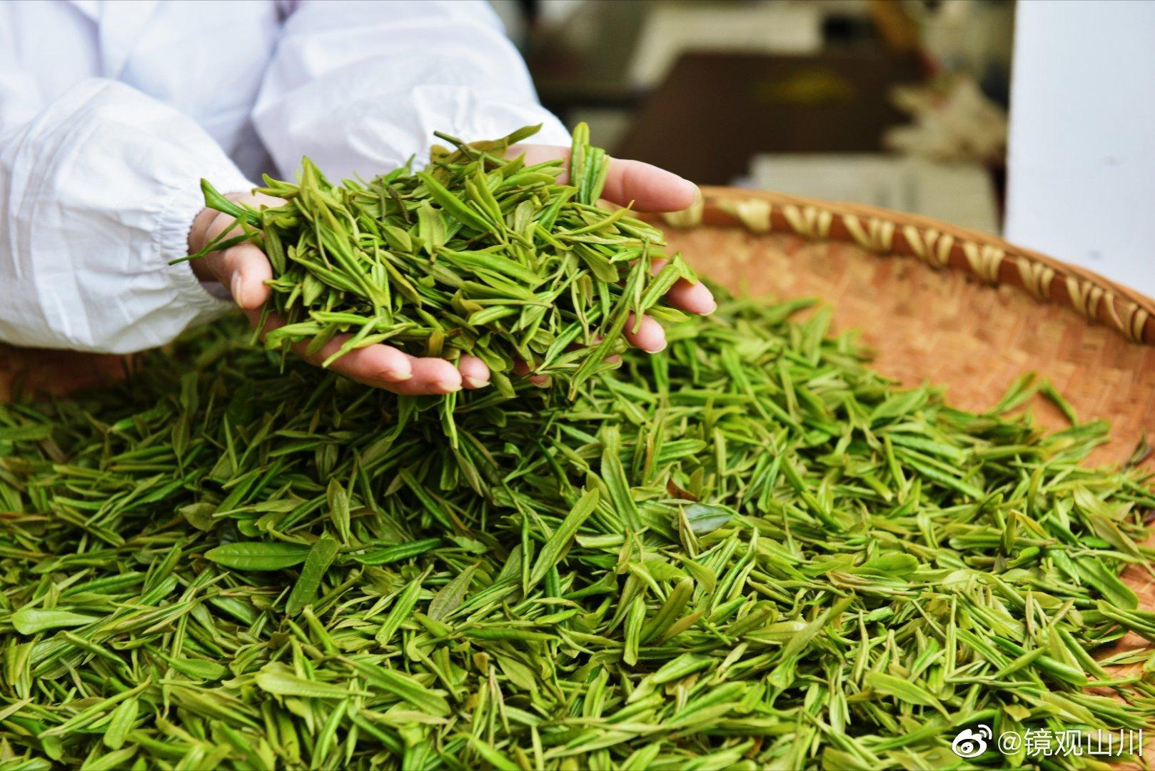 平利女娲银峰茶旅融合园区3000亩茶园,"女娲银峰"名茶畅销北京,上海