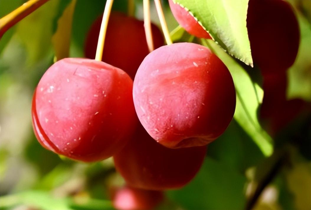 曾经火极一时,后来很难见到的这5种水果,你吃过几种?