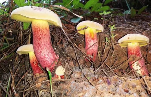 上图是中国科学院昆明植物研究所罗列的有毒野生菌,属于绝对不能尝试