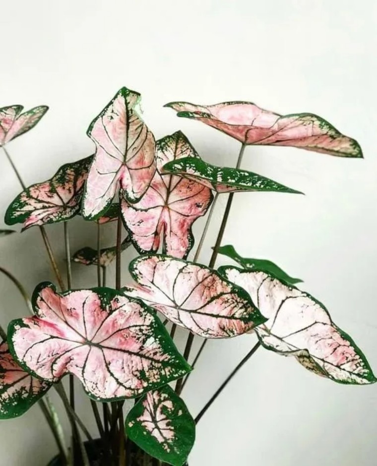 100种观叶植物|no.6 五彩芋养护攻略