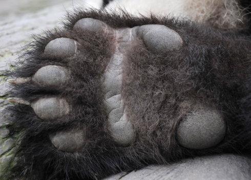 大熊猫前脚有几个手指?熊猫的生活习性有哪些?