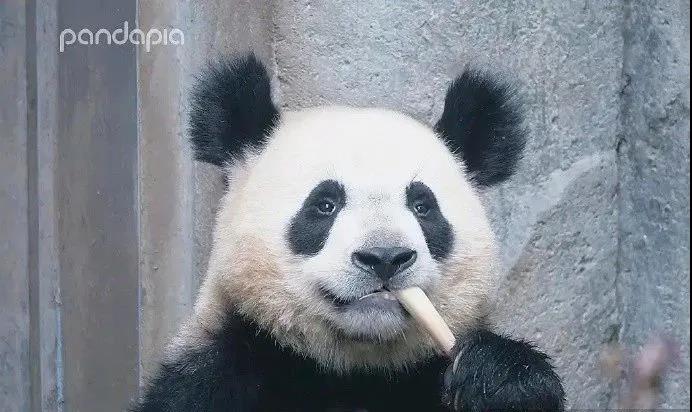 熊猫长相潦草走红