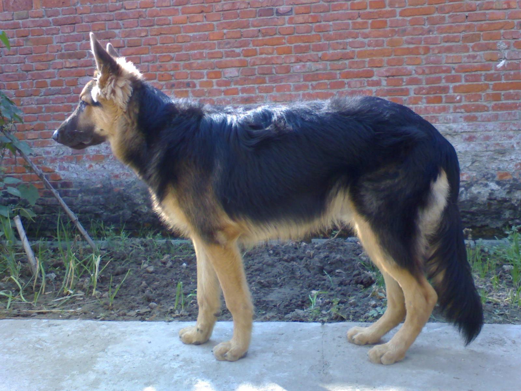 中国本土的大型犬图片